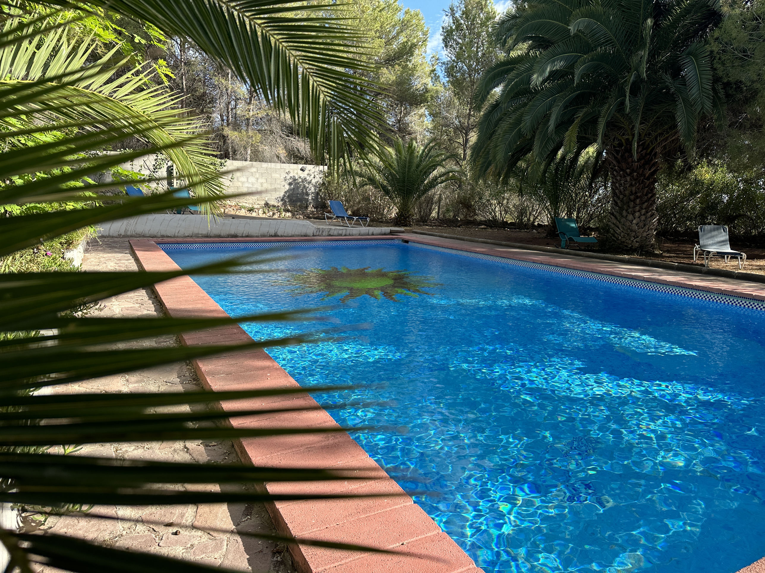 Swimming pool surrounded by palm trees at EkkoFarm, Bétera, Valencia